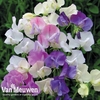 Sweet Pea 