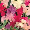 Sweet Pea 