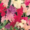 Sweet Pea 