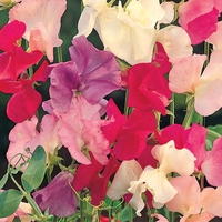 Sweet Pea 
