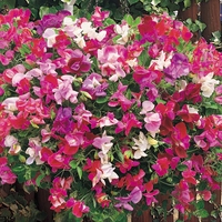 Sweet Pea 