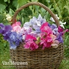Sweet Pea 