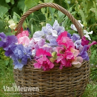 Sweet Pea 