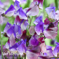 Sweet Pea 