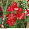 Sweet Pea 