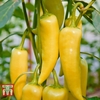 Sweet Pepper 