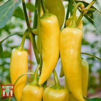Sweet Pepper 