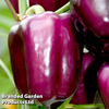 Sweet Pepper 
