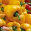 Sweet Pepper 