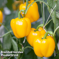 Sweet Pepper 