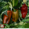 Sweet Pepper 