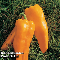 Sweet Pepper 