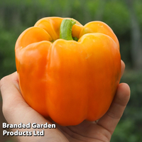 Sweet Pepper 
