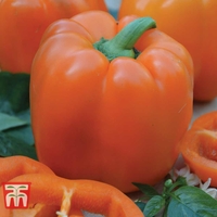 Sweet Pepper 