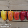 Sweet Pepper 
