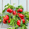 Sweet Pepper 