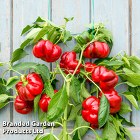 Sweet Pepper 
