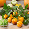 Sweet Pepper 