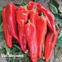 Sweet Pepper 