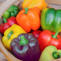 Sweet Pepper 