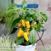 Sweet Pepper 