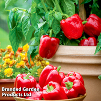 Sweet Pepper 
