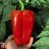Sweet Pepper 