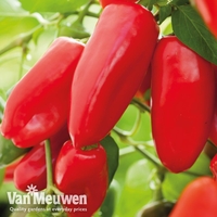 Sweet Pepper 
