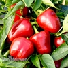 Sweet Pepper 