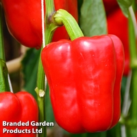 Sweet Pepper 