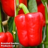 Sweet Pepper 