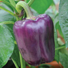 Sweet Pepper 