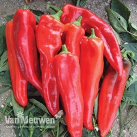 Sweet Pepper 
