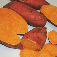 Sweet Potato 