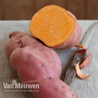 Sweet Potato 