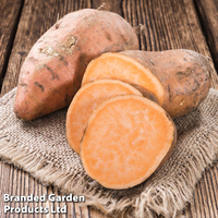 Sweet potato 
