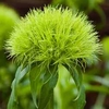 Sweet William Green Trick - 3 plug plants