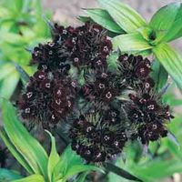 Sweet William 