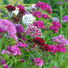 Sweet William 