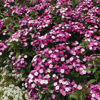 Sweet William 