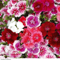 Sweet William 