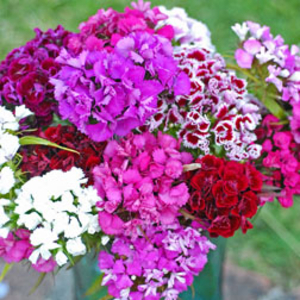 Sweet William 