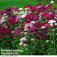 Sweet William 