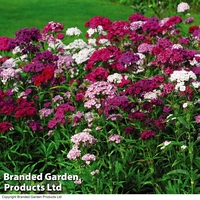 Sweet William 