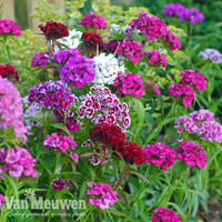 Sweet William 