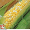 Sweetcorn 