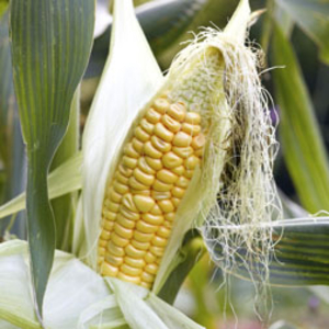 Sweetcorn 