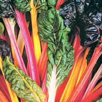 Swiss Chard 