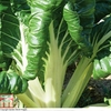 Swiss Chard 