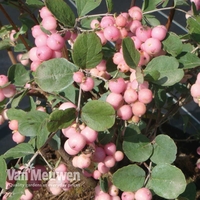 Symphoricarpos x doorenbosii 